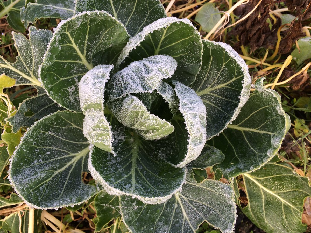 ferrisjay's tweet photo. I love it when the garden is dusted in frost - looks like someone sifted caster sugar over it ❤️ https://t.co/aDXXMEztdQ