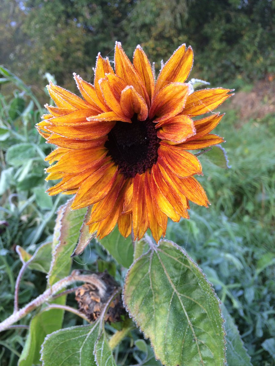 ferrisjay's tweet photo. I love it when the garden is dusted in frost - looks like someone sifted caster sugar over it ❤️ https://t.co/aDXXMEztdQ