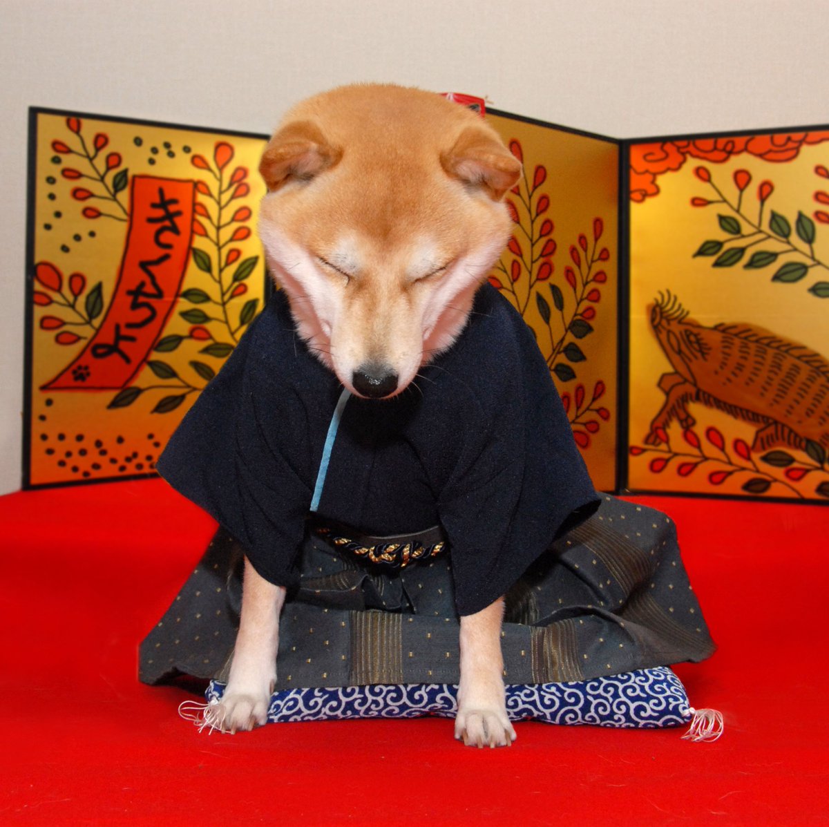 アンク 金曜ロードショー公式 謝罪の王様 明日放送 いつも宣伝ツイートばかりでごめんなさい スタッフ犬 がお詫び申し上げます 明日よる９時 金ロー Kinro 地上波初放送 柴犬 T Co Fi1je6pqap Twitter