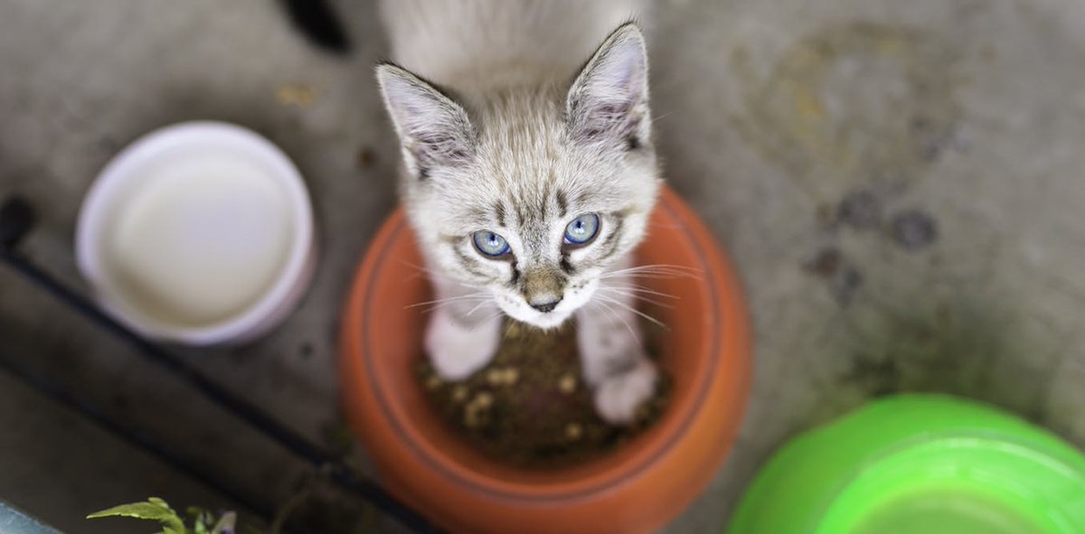 Senate inquiry calls for tougher rules on pet food in Australia
theconversation.com/senate-inquiry…