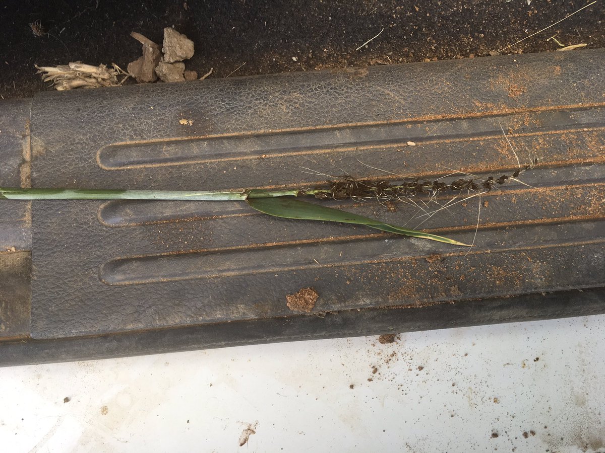 rick_rundell's tweet photo. Rosalind spread IBS in front of seeder #covercrop in spud rotation. No seed dressing #loosesmut @InterGrain1 https://t.co/lBSIZS4nJH