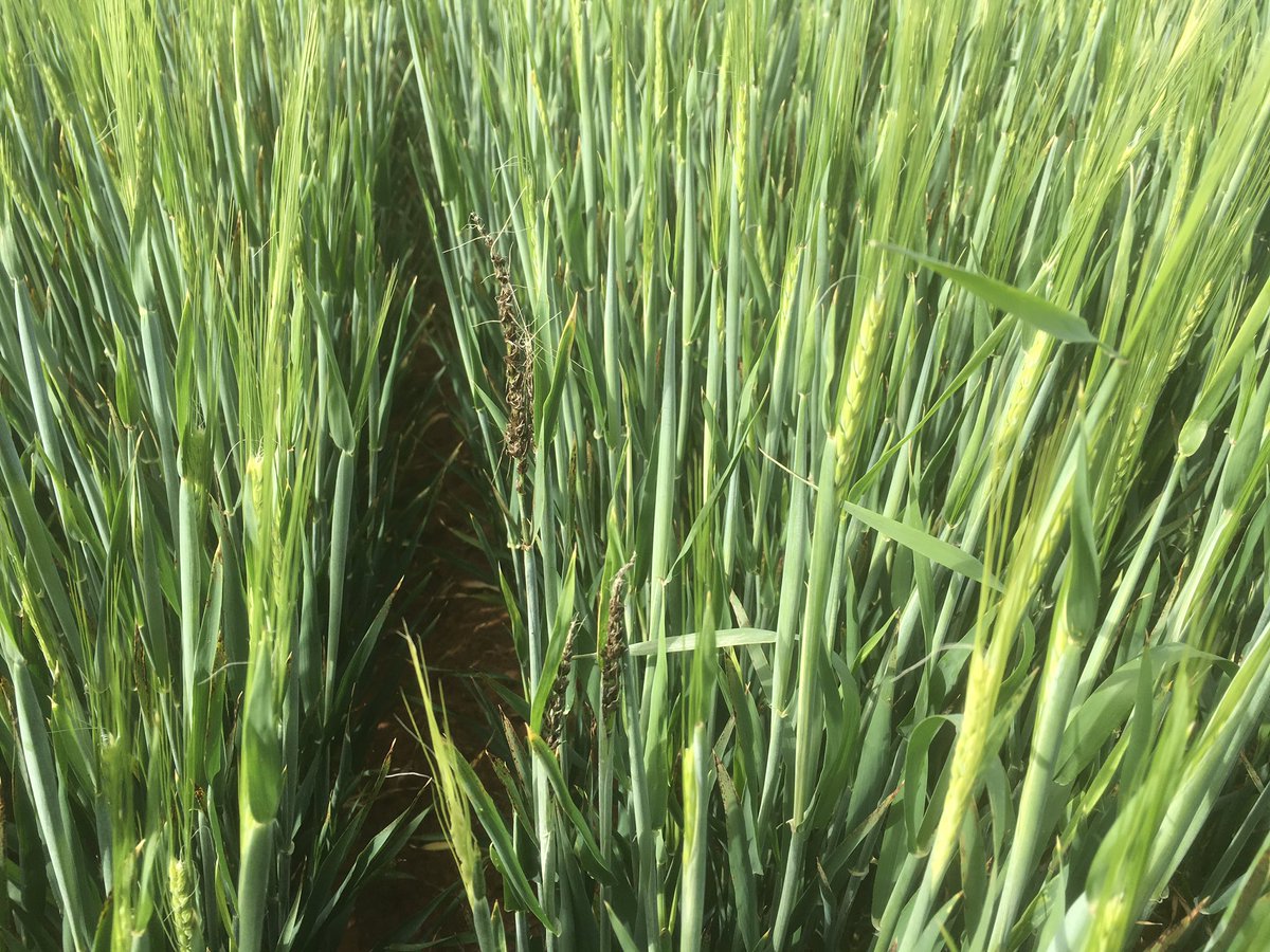 rick_rundell's tweet photo. Rosalind spread IBS in front of seeder #covercrop in spud rotation. No seed dressing #loosesmut @InterGrain1 https://t.co/lBSIZS4nJH