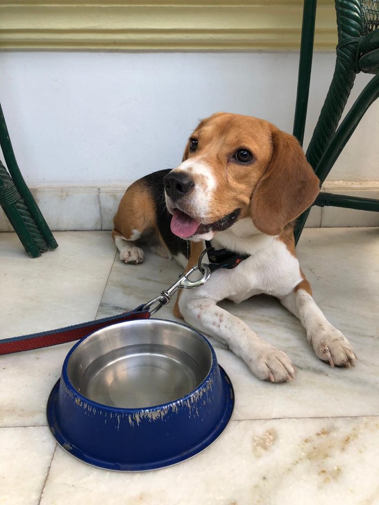 jilpanz's tweet photo. Lost and Found Beagle #MissingPet #MissingDog #MissingBeagle #DLF #Gurgaon https://t.co/uqM7jIXgrT