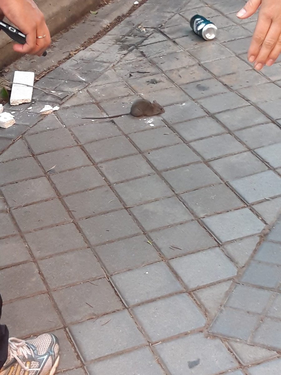 claro_lito's tweet image. Hola @madrid en #Arganzuela somos un barrio abierto y recibimos bien a los nuevos vecinos, pero x lo menos espero q en el proximo recibo del IBI los tengais en cuenta y colaboren como un vecino + a ver si podemos tener el barrio mas limpio 😠 #Madrid #Basura #limpieza #plagas