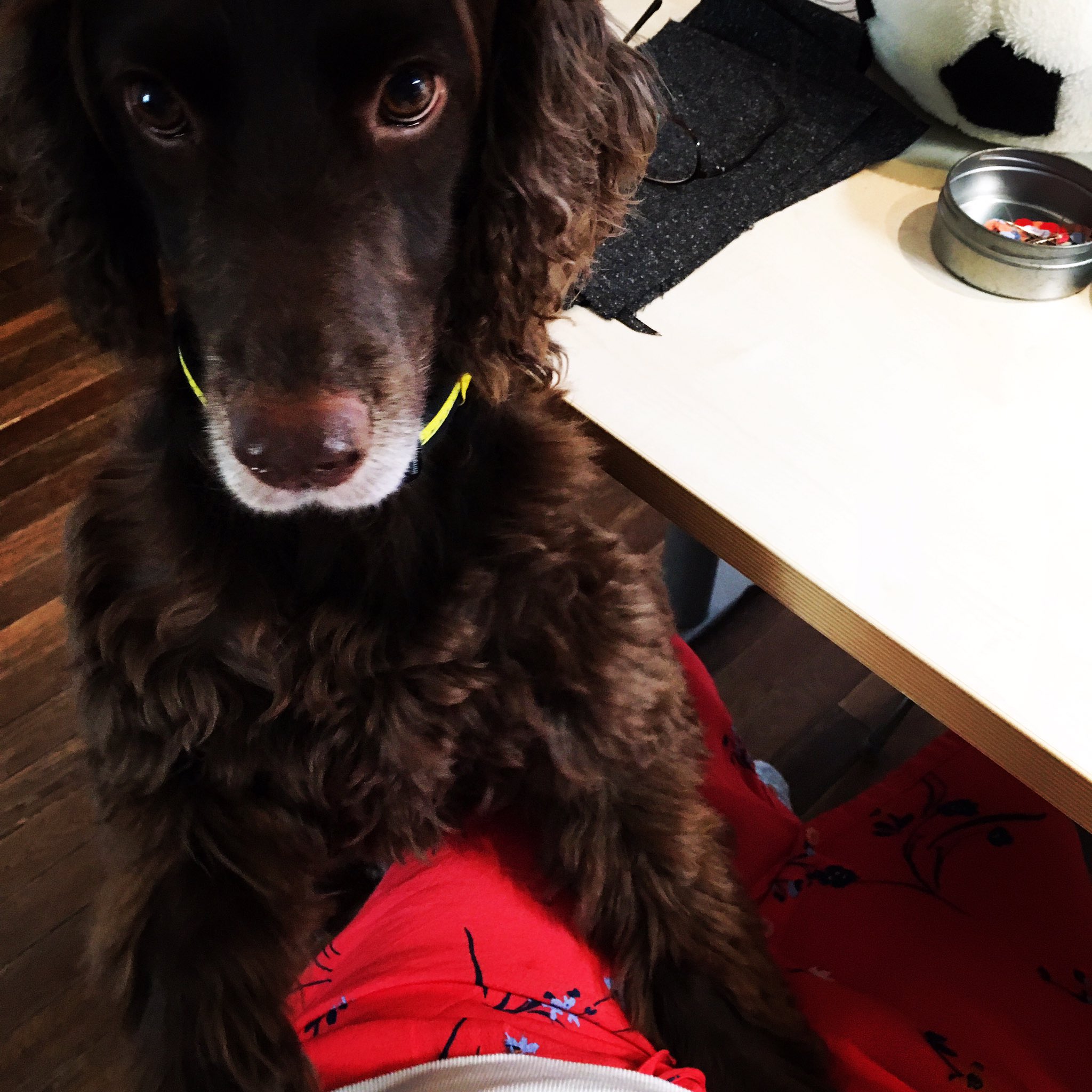 かまって犬 Twitter Search Twitter