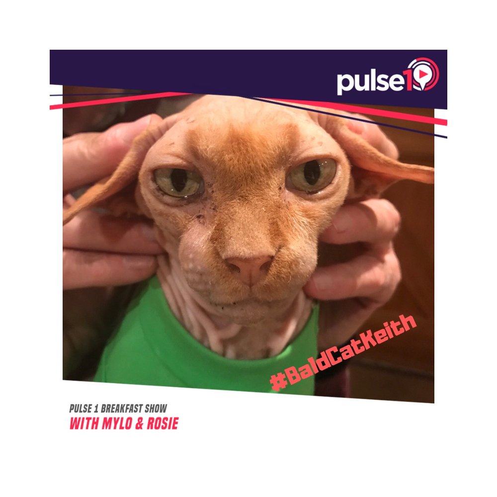 HitsWYorksNews's tweet photo. Do you have a pet that YOU love but everyone else HATES?? Tell us about them! 

Rosie's been told by the vet that Keith (her ugly bald cat) is filling out his wrinkles and needs to go on a DIET! ??

That thing is UGLY but she still loves him! 

Mylo &amp; Rosie x
 #BaldCatKeith https://t.co/krwCdAl4t1