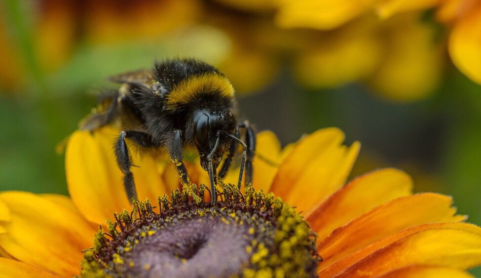 FAO's tweet photo. Bees and other pollinators are vital to life on our 🌎.

How we can help to protect them:

🌻Grow flowering plants
❌Stop using insecticides in your garden
👧Teach children the importance of pollinators

#bees #ZeroHunger https://t.co/1G9jZv0V1l