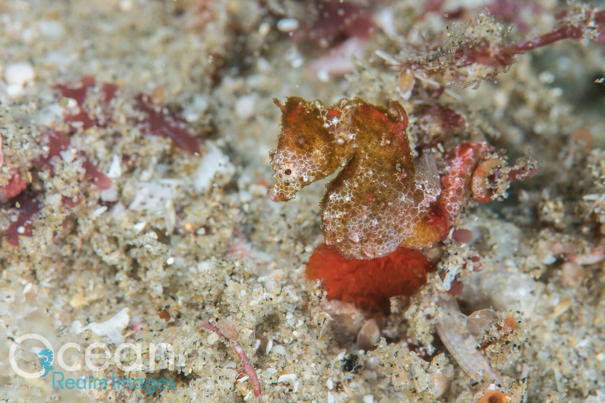 Rich_Underwater's tweet photo. Mind blown... we found the African pygmy seahorse!! First record of a pygmy from the Indian Ocean no less. So excited! @ClaassensLouw and I have made an excellent pygmy hunting team! https://t.co/rpn54MMwk6