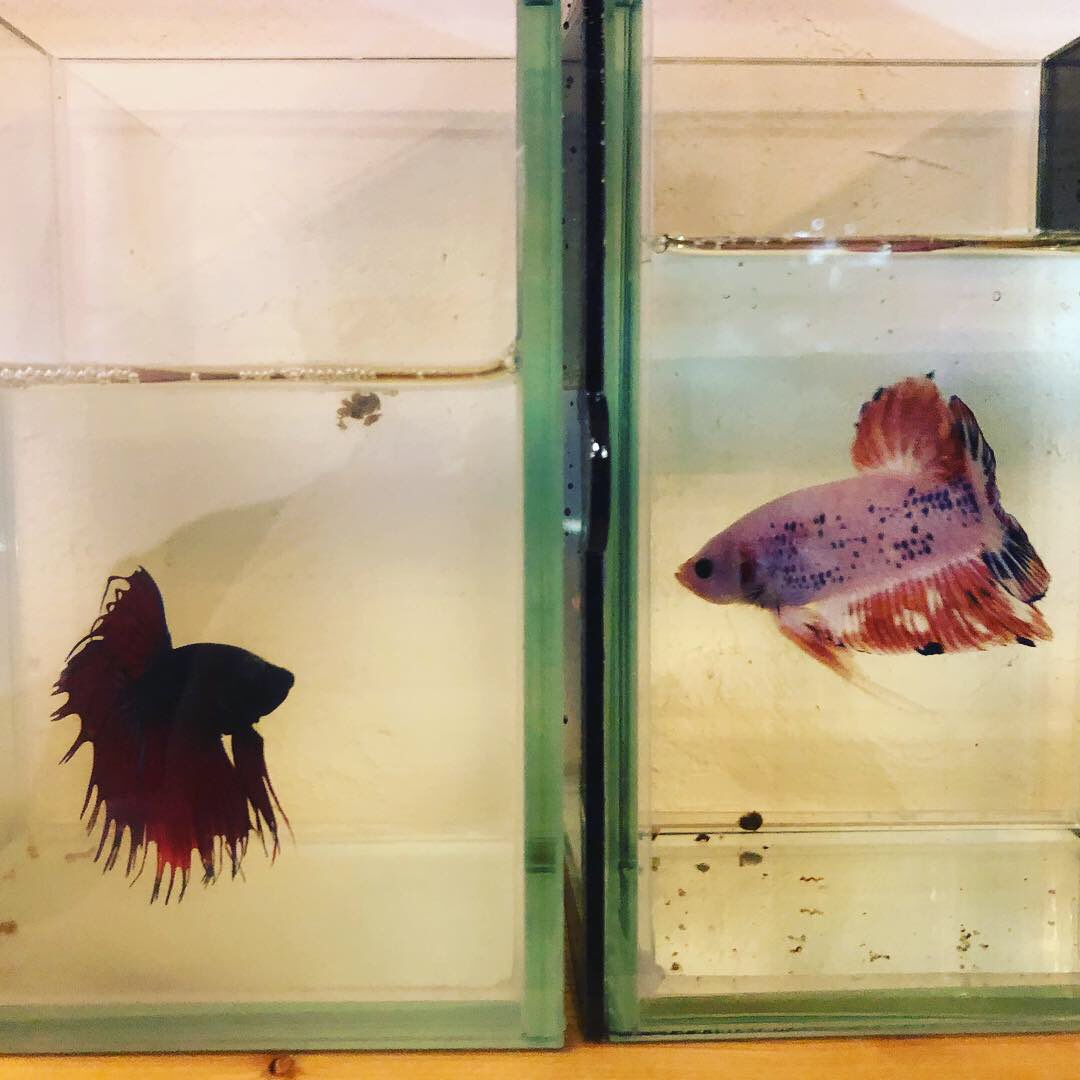 O Xrhsths Brand New Zone Sto Twitter オープンしてます 本日よりベタが2匹追加です ジャイアント プラカット 最大では通常の2 5倍位の大きさになるらしい 普通のベタと比較 鰭が短いからわかりづらいw 爬虫類バル 爬虫類 バル 爬虫類販売 大阪 爬虫類