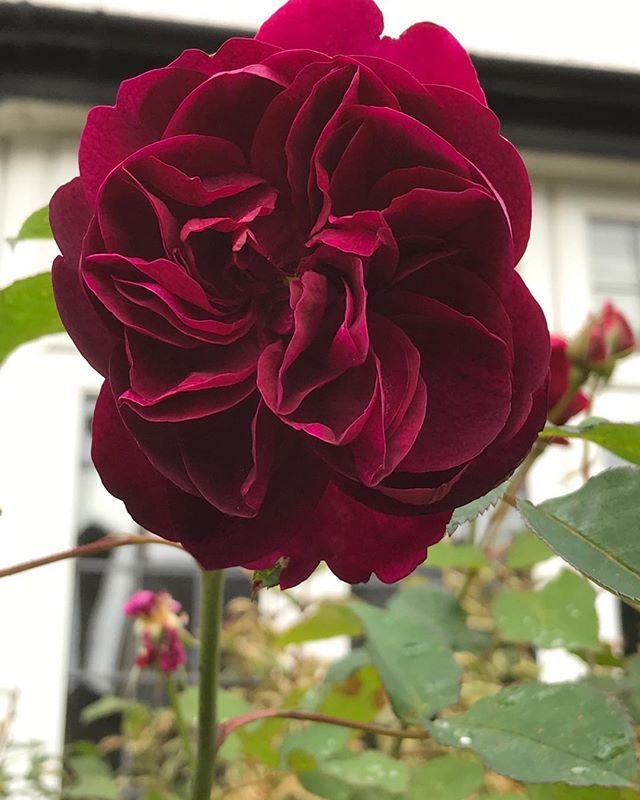 Be Bold Shine Lik Hashtag On Twitter