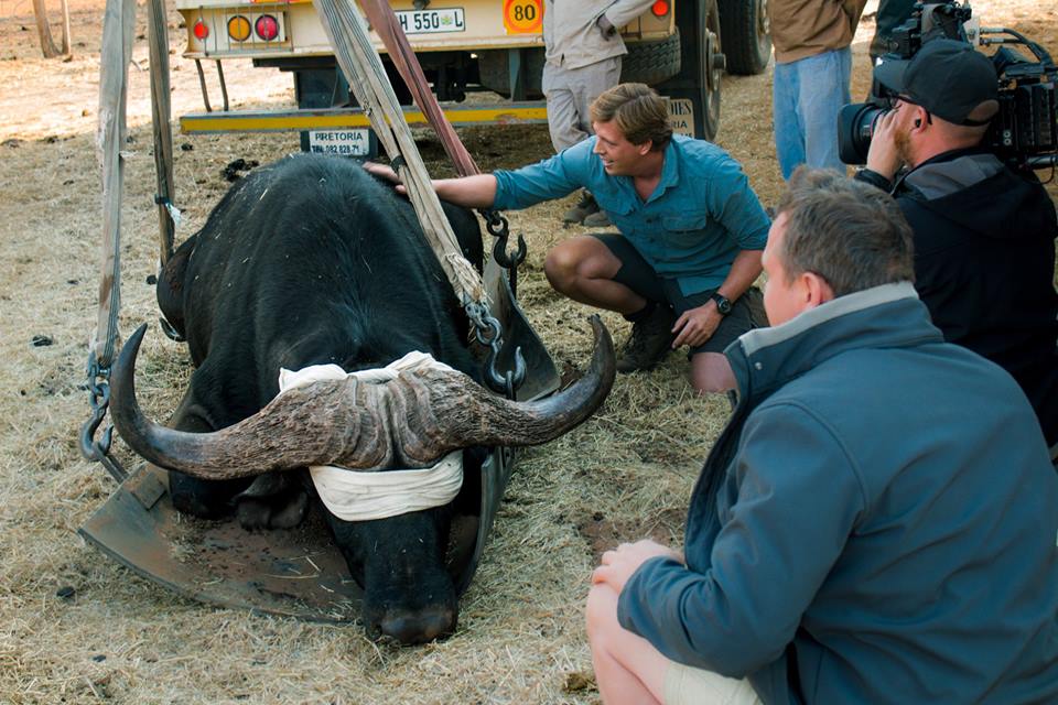 GAP__AFRICA's tweet photo. 1 week ago 53 buffalo were introduced at Welgevonden Game Reserve! Dates for our VN programmes are now available if you would like to experience adventure like this just click on the link for info #gapafricaprojects #buffalo #vetnurse #vnlife https://t.co/yENlt2fMyB https://t.co/8BiEeTmYBv