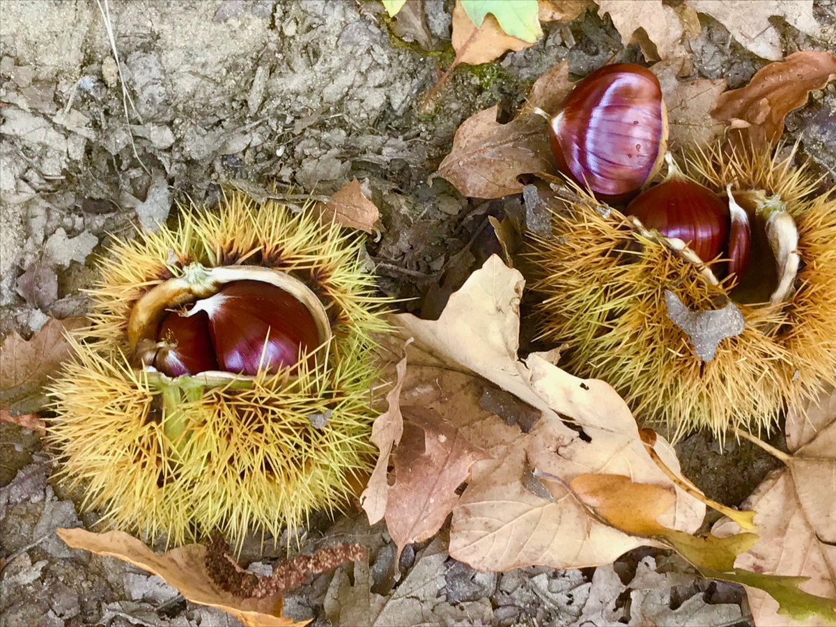 webstbarb's tweet photo. These beautiful chestnuts might be inspiration for new designs https://t.co/EopDK5SKSg