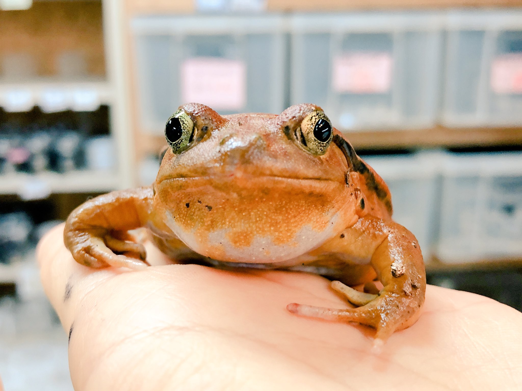 爬虫類倶楽部 大宮店 En Twitter サビトマトガエル マダガスカル のびっくり顔ガエル 地表棲で比較的飼いやすいカエルです シェルターを入れて25 位で管理しましょう 上手くやれば冷凍コオロギやレオパゲル グラブパイなども食べてくれます T Co