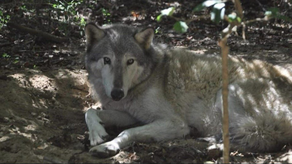 Wolf runs off from Florida wildlife preserve during Hurricane Michael's fury on.11alive.com/2J47LRQ https://t.co/PM6Z35CcUo