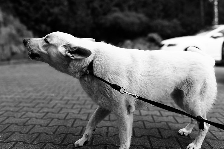 #Leinenaggression bei #Hunden. DAS gibt's zu tun: bit.ly/2PDLRqP #Hunde