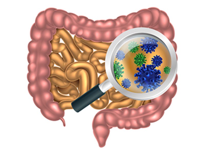 Check this out on Wakelet - 8. Gut microbiota: #EUROmicroMOOC via <a href="/wakelet/">Wakelet 💙</a>