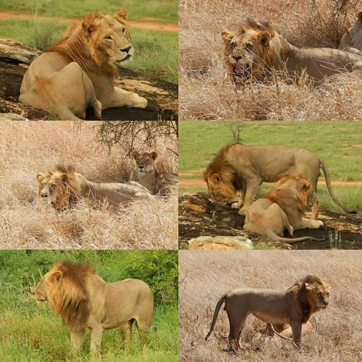 For the best Tanzania safari choose us africanlovebirdsadventure.com our guides are well trained in both flora and fauna also we have reasonable price inquiry now info@africanlovebirdsadventure.com or WhatsApp chat now +255768520557 /Skype : africanlovebirdsadventure30