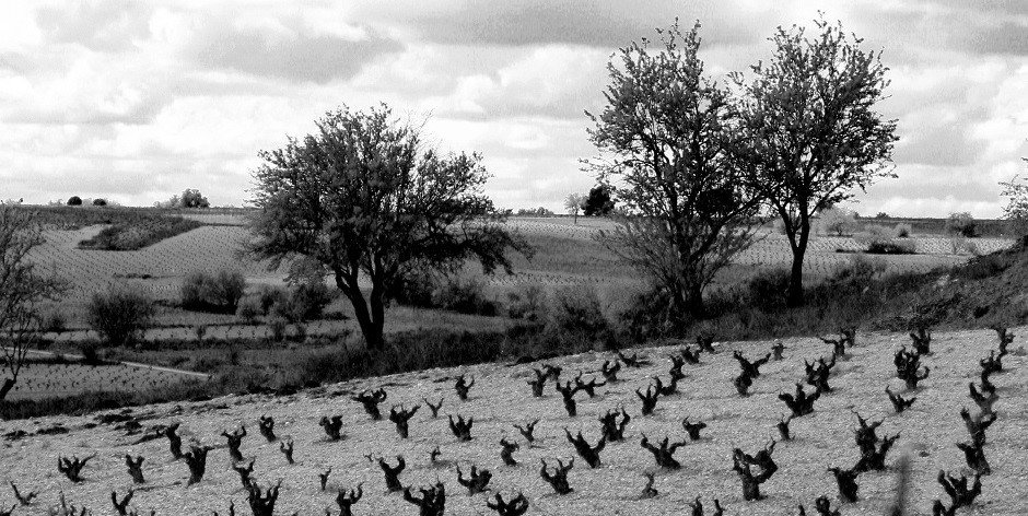 jrpeiro's tweet photo. Tintos de Zamora: LA HERMOSA FRONTERA DEL VINO https://t.co/kPHzaEaten https://t.co/SDB7tcXQZE