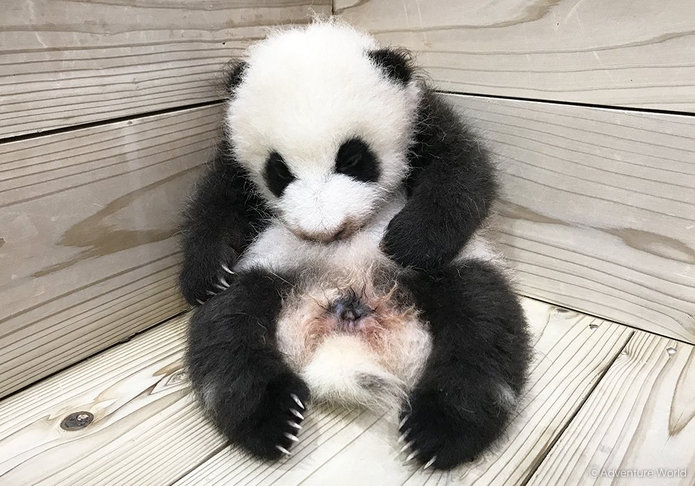 Twitter 上的 アドベンチャーワールド 公式 木箱のベッドの中でひと休み中のパンダの赤ちゃん お母さん 良浜 にお尻を舐められていたので毛が少し湿っています 65日齢 10月18日 の体重 2 5g 出生時 75g アドベンチャーワールド パンダ パンダの赤ちゃん