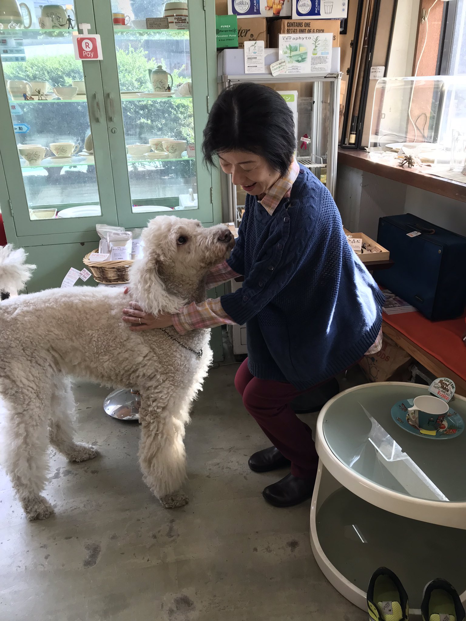 竹中のぞみさんはtwitterを使っています これがプードルの原種 大きい 狩猟犬 T Co Gtbgy3ct9i Twitter