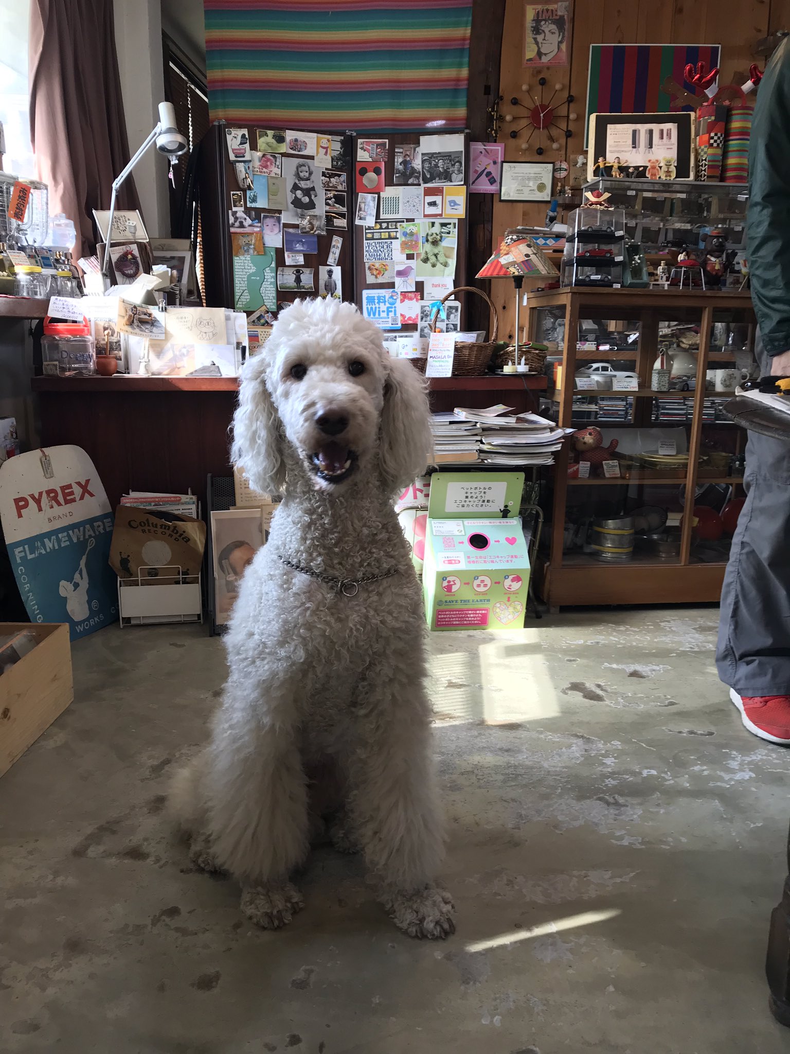 竹中のぞみさんはtwitterを使っています これがプードルの原種 大きい 狩猟犬 T Co Gtbgy3ct9i Twitter