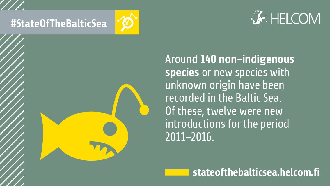 Around 140 non-indigenous species or new species with unknown origin have been recorded in the #BalticSea. Read more about this issue in the HELCOM #StateOfTheBalticSea report:

stateofthebalticsea.helcom.fi

#BalticInvasiveSpecies #InvasiveSpecies #NonIndigenousSpecies