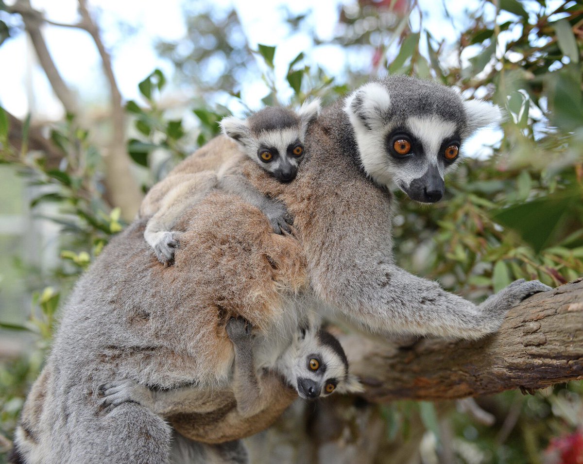 Australia Zoo On Twitter Our Gorgeous Baby Lemur Twins Are Still Waiting Patiently On Their Names Comment With Your Suggestion Below And We Will Announce The Winning Names Of Our Beautiful Lemur
