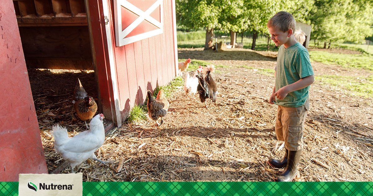 stoltzfusfeed's tweet photo. Are you interested in building a coop for your flock? Check out this blog on how to build a coop from scratch. #nutrena https://t.co/QYusKxZ3QQ https://t.co/GAXtwCO5Tk
