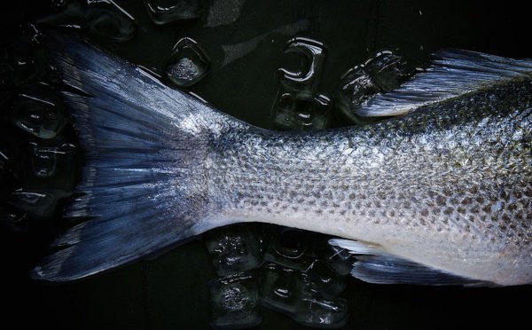 Pêche en eau profonde : La Commission européenne impose des mesures de préservation des espèces La Commission européenne vient de proposer des mesures visant à conserver les stocks d'espèces de poissons d'eau profonde, dans l'Atlantique du Nord-Est. rse-magazine.com/Peche-en-eau-p…