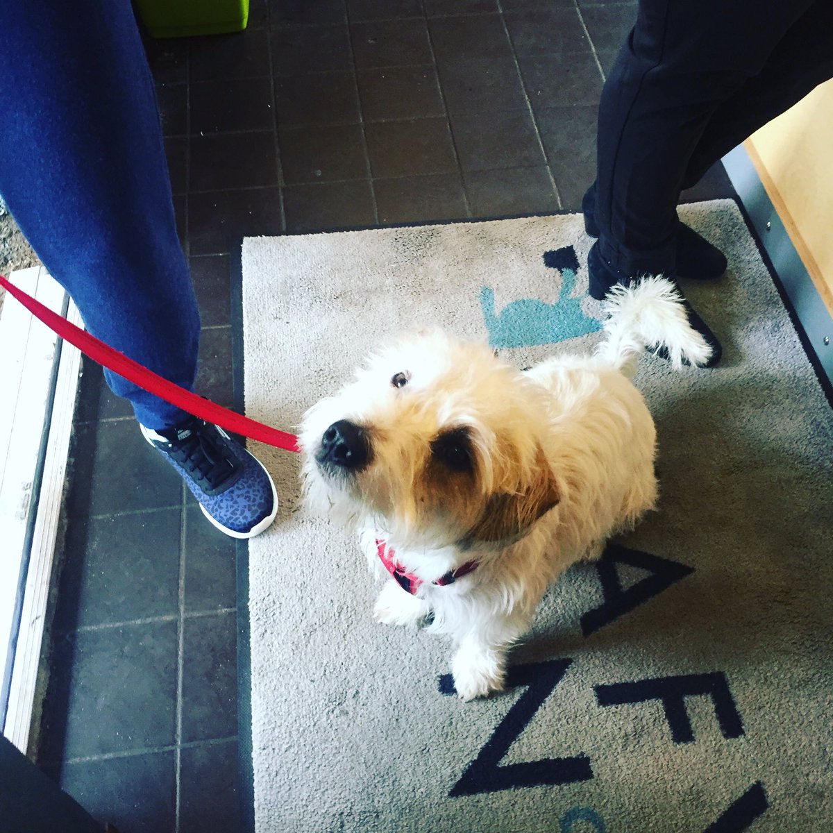 LeafyBeanCo's tweet photo. Doggie πΆ on the doormat!!! We love our pets here and are dog friendly π#leafybean #leafybeanco #dogfriendly #coffeebar #womenincoffee #butfirstcoffee #bowespark #boundsgreen https://t.co/WGQrOmuCIc