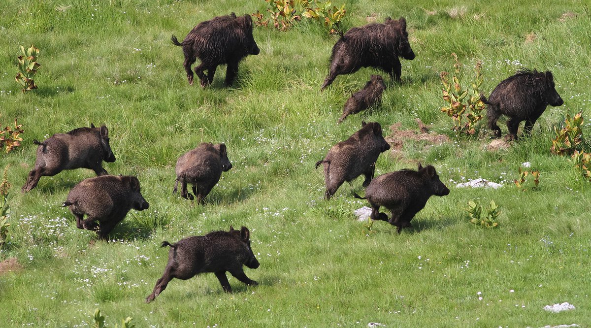 La Fundación <a href="/f_artemisan/">Fundación Artemisan</a> avisa sobre el peligro de la Mixomatosis y la Peste Porcina Africana

laperdizroja.com/general/artemi…