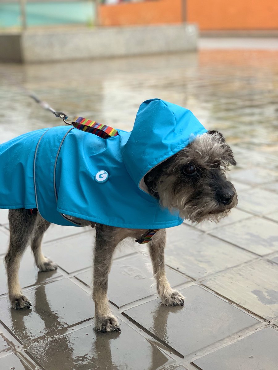 Our Head of Marketing on a rainy day 🐶🌧