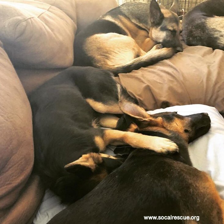 How many dogs do you see?

#scgsr #socalrescues