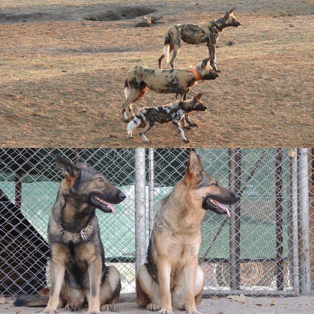 PaintedDogPDC's tweet photo. Can painted dogs breed with domestic dogs?
Answer: No. Painted dogs cannot breed with domestic dogs. They are too genetically distinct from domestic dogs, rather like human beings and baboons!

#SavePaintedDogs #PaintedDogsFAQ #PaintedWolvesAWildDogsLife #ILovePaintedDogs https://t.co/sej1mN41hI
