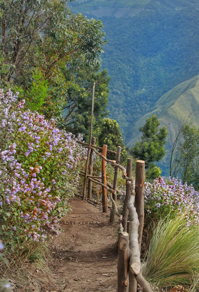 SpiceMunnar's tweet photo. #munnar #visitmunnar #kerala #visitkerala
#keralatourism #letsgomunnar #iaminmunnar #iaminkerala #beautifulmunnar. https://t.co/FEpXd8eIAw