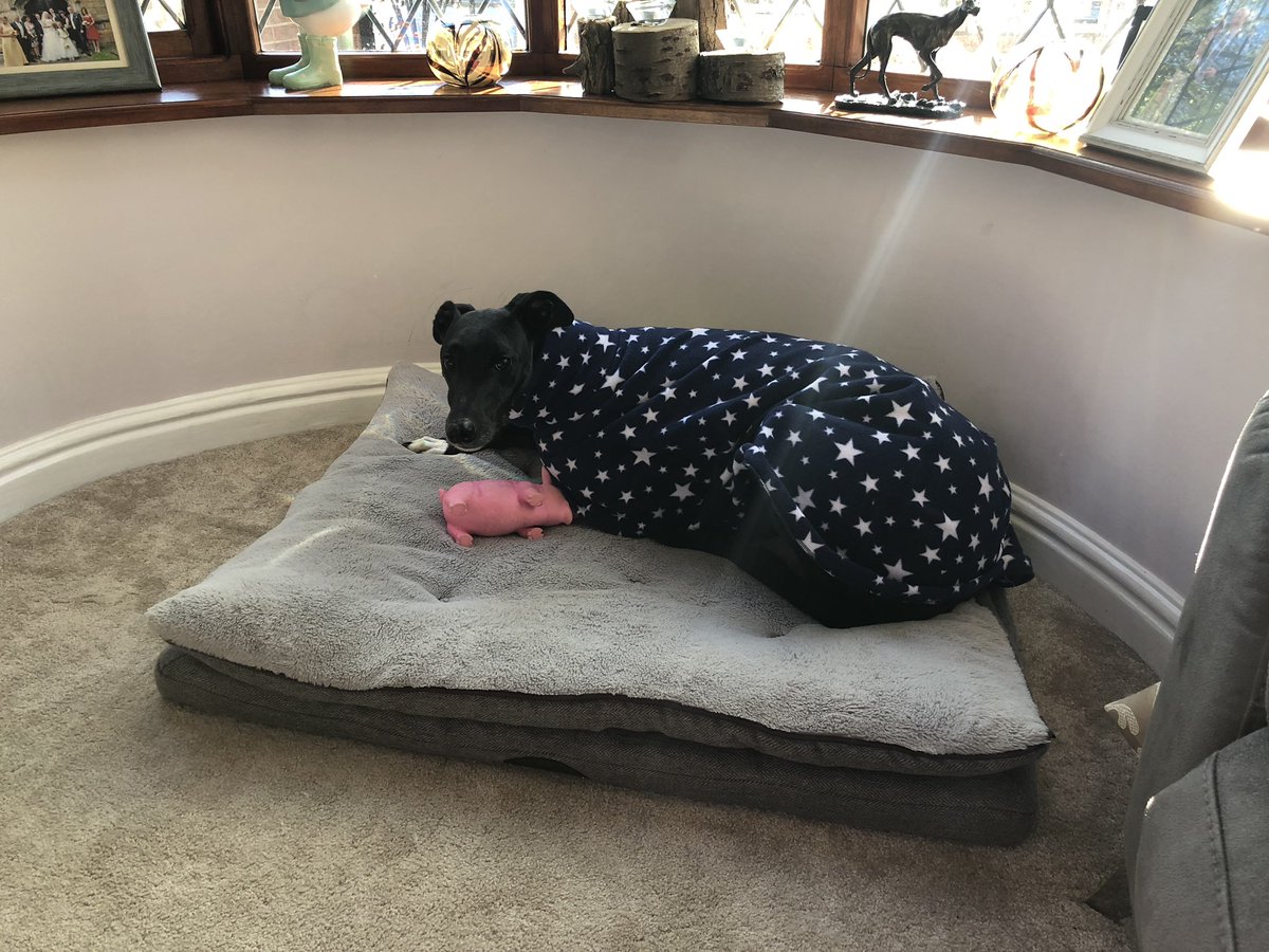 Ralphy_boy1's tweet photo. The human has all the windows open, apparently I smell!!! Definitely a PJ day. 🐾 https://t.co/Aj8PIE3ON5