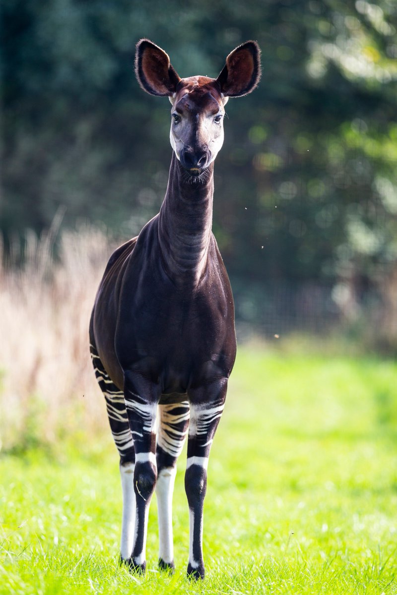 Marwellwildlife's tweet photo. We are celebrating #WorldOkapiDay! 🌎 

Okapis live in tropical rainforests in the Democratic Republic of Congo and these beautiful, endangered animals weren’t discovered until 1901. The first ever video footage of an okapi calf in the wild was captured earlier this year. 🐾 https://t.co/oclXPgQ22E