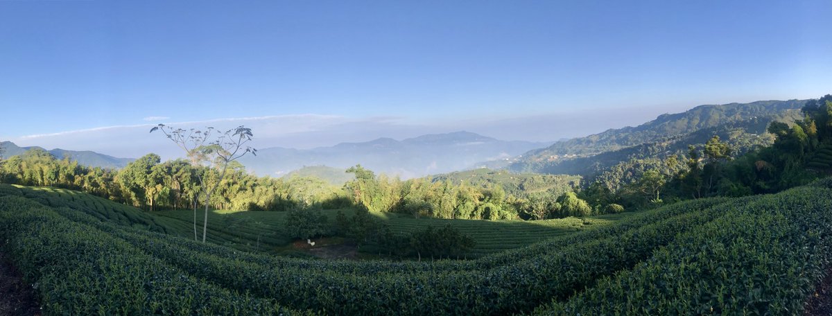 Gaoshan Oolong tea plantation 1200m above sea level #trekking #mountains