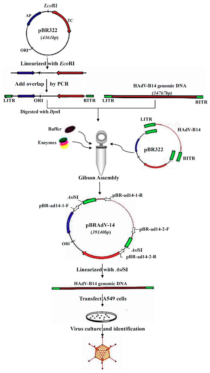 VirusesMDPI's tweet photo. #MDPIviruses Rapid Construction of a Replication-Competent Infectious Clone of Human Adenovirus Type 14 (#HAdV-B14p)by Gibson Assembly Please check the whole article at: https://t.co/nUAYXNZ8ka https://t.co/8jUs4F60BW