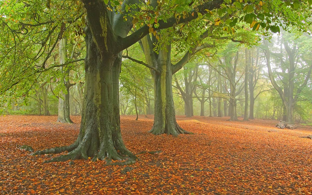 jondrori's tweet photo. In #German #folktales 'lightning never hits a beech'. In fact rain-wet, smooth-barked beech diverts electricity to the *outside* of the tree better than craggy oaks. No solace to storm-tossed travellers but beech does survive lightning better than oak. #FolkloreThursday #80Trees https://t.co/JKobRlzSla