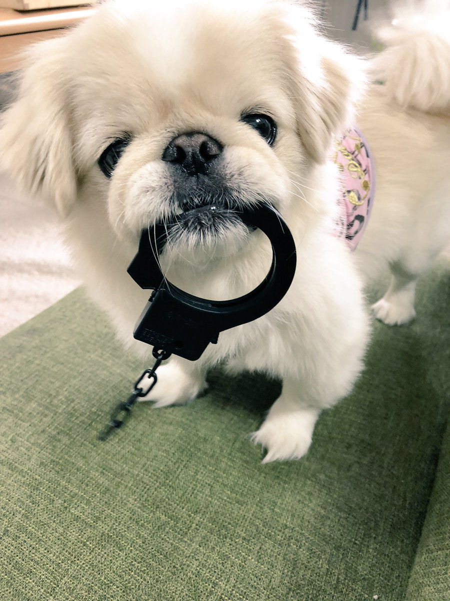 持っている 森林 告発者 犬 おもちゃ 壊す Gakkai Cloud Jp 持っている 森林 告発者 犬 おもちゃ 壊す Gakkai Cloud Jp
