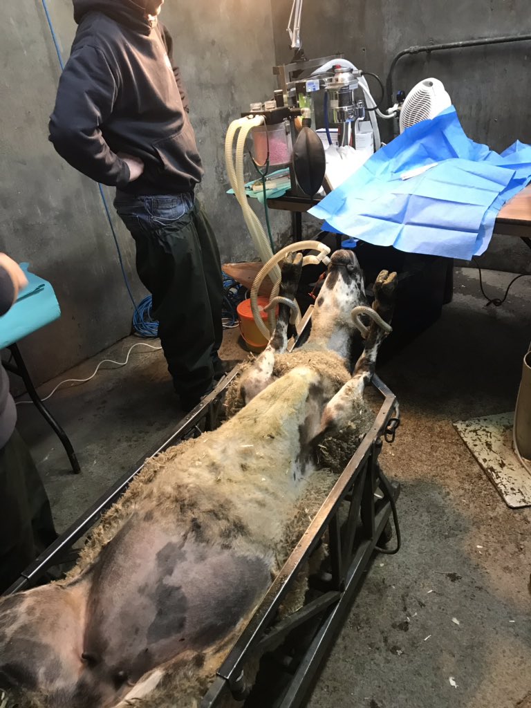 IVF in sheep interesting never seen a sheep anaesthetic delivered before