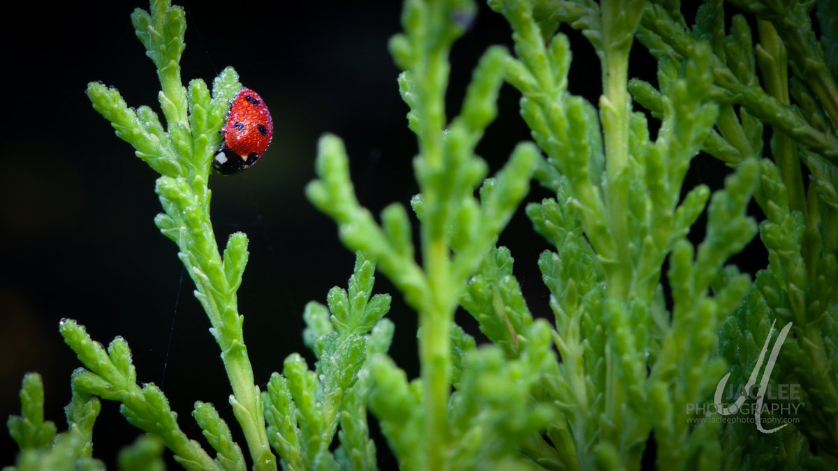 JLPdotcom's tweet photo. Seven-spot ladybird beetle - Coccinella septempunctata - covered in dew this morning. You'll all be pleased to hear that she's now warmed up and wandered off... #beetle #coleoptera #Cheshire #ladybirds #insect #Wildlife #macrophotography https://t.co/WCXV2KvzlT