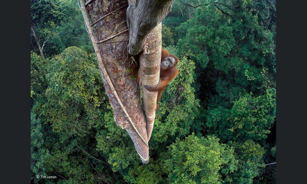 Ivan_libertario's tweet photo. "Entwined lives" (Vite intrecciate) di #TimLaman (USA), vincitore del titolo "Wildlife Photographer of the Year 2016". Un giovane orango maschio arrampicato in cerca di frutti a 30 metri d'altezza su un fico strangolatore, nella foresta pluviale del #Borneo,
👇 https://t.co/pp6FYZHeXo