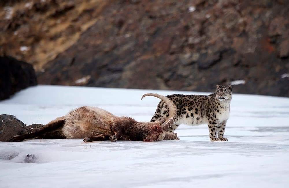 леопард снежный барс ягуар. снежный барс на охоте. ирбис питание. ирбис ареал обитания. ирбис байкальский.