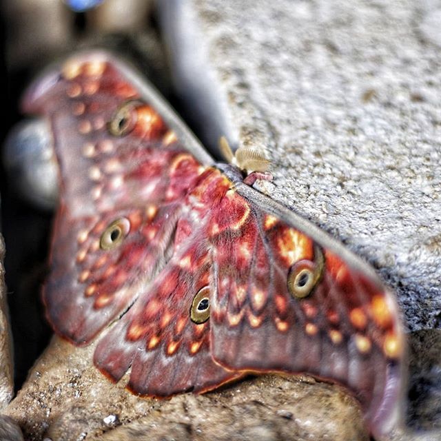 dinapigueminers's tweet photo. Another colorful species of moth we just found in the mine site, visits us at our offices.
.
Ditoy Dinapigue, sabali kami!
.
#insects
#moths
#wildlife
#nature
#naturephotograph
#wildlifephotography
#environment
#dinapiguemining
#DMC
#dinapigue
#isabela
#… https://t.co/7YcsCSGVaM https://t.co/to3B3WLIER