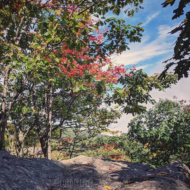 cordtripper's tweet photo. Colorful Overlook
....
....
....
....
#post522 #cordtripper #newyork #catskills #fall #overlook #leaves #nature #scenic #landscape #autumn #colorful #foliage #traveling #photography #travelphotography #travelpics #stamped #artofvisuals #exploringtheglobe #wanderlust #stayandโฆ https://t.co/xFIlgwH3h2