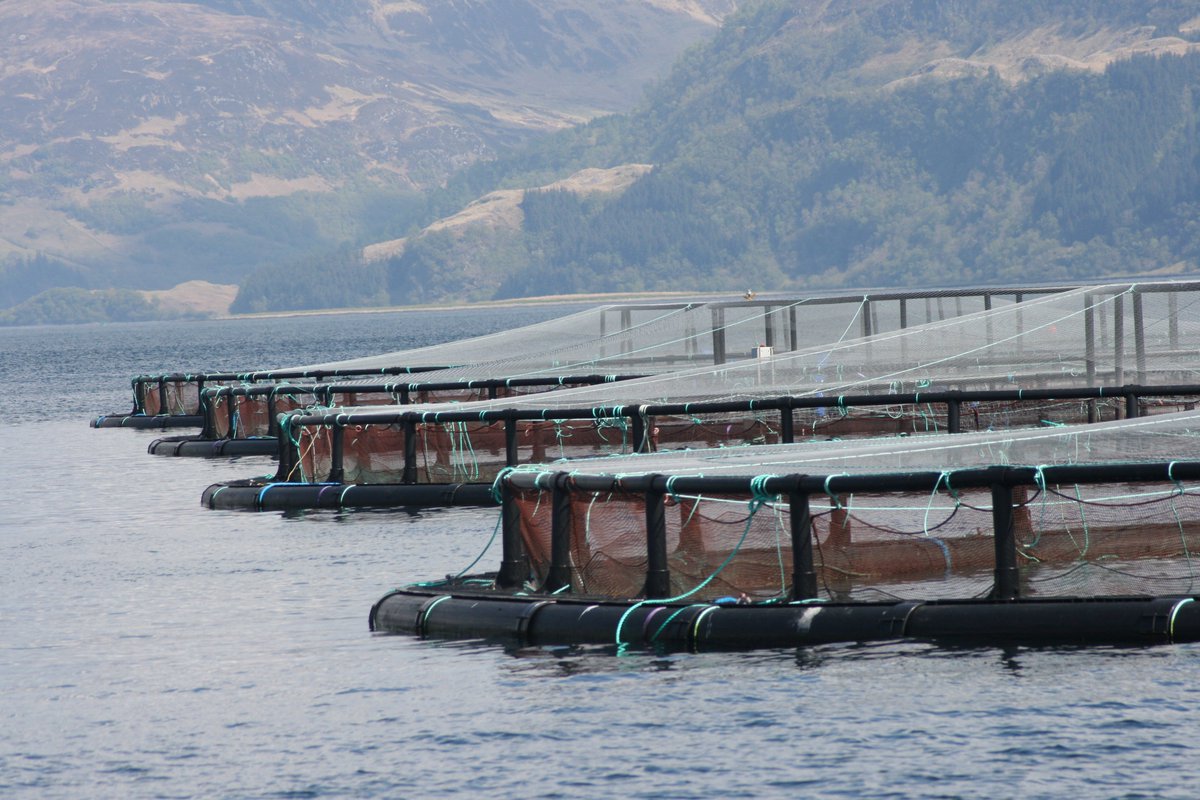 In the UK farmed Salmon is the number 1 selling seafood by value and number two by volume. Recent report discovers that ASC eco-certified #salmonfarms are not meeting all sustainability requirements. Learn more: seachoice.org/asc-global-rev… #aquaculture #sustainableseafood