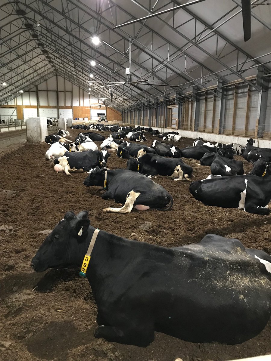 casmurholsteins's tweet photo. The stress of preparing for #OpenHouse. Need lots of rest to look good tomorrow. #teamdairy https://t.co/YG6neTPKcK