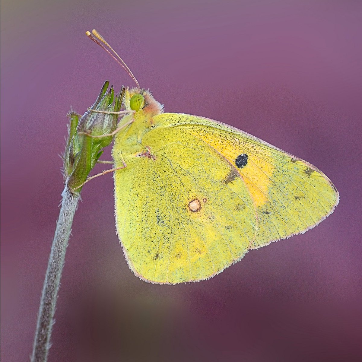savebutterflies's tweet photo. At Butterfly Conservation we believe butterflies and moths are intrinsically valuable, worthy of conservation in their own right and important indicators of a healthy environment and healthy ecosystems.
 #WorldValuesDay 

Photo by Leigh Prevost https://t.co/PQpNsvwMxP